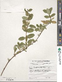 Lonicera japonica image