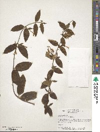 Lonicera japonica image