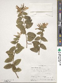 Lonicera japonica image