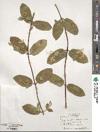 Lonicera japonica image