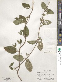 Lonicera japonica image