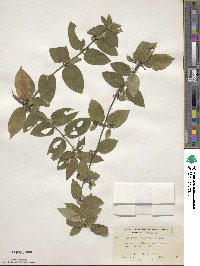 Lonicera japonica image