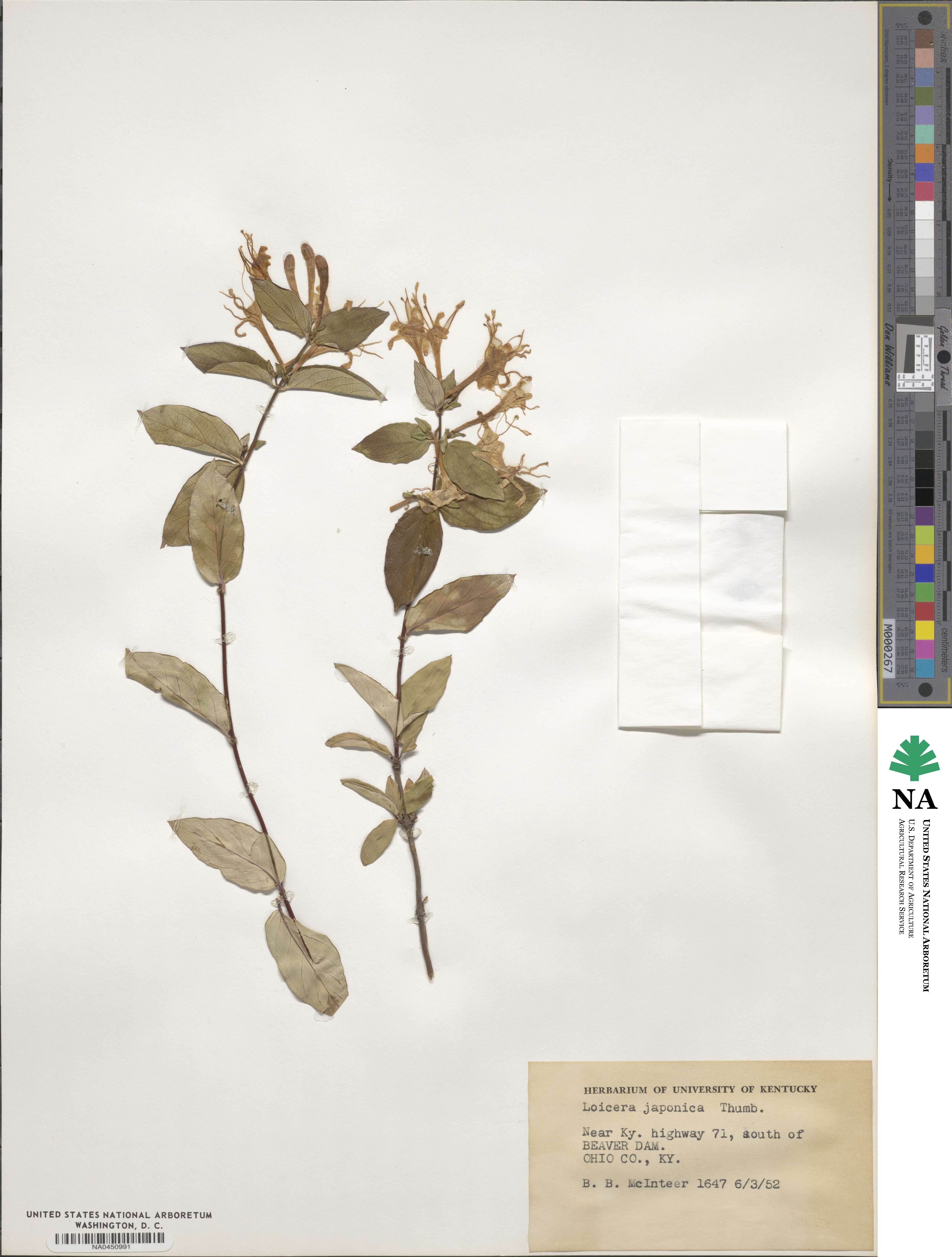 Lonicera japonica image