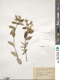 Lonicera japonica image