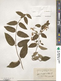 Lonicera japonica image