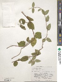 Lonicera japonica image