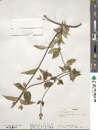 Lonicera japonica image