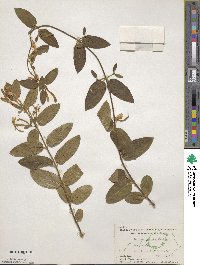 Lonicera japonica image