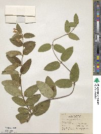 Lonicera japonica image