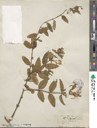 Lonicera japonica image