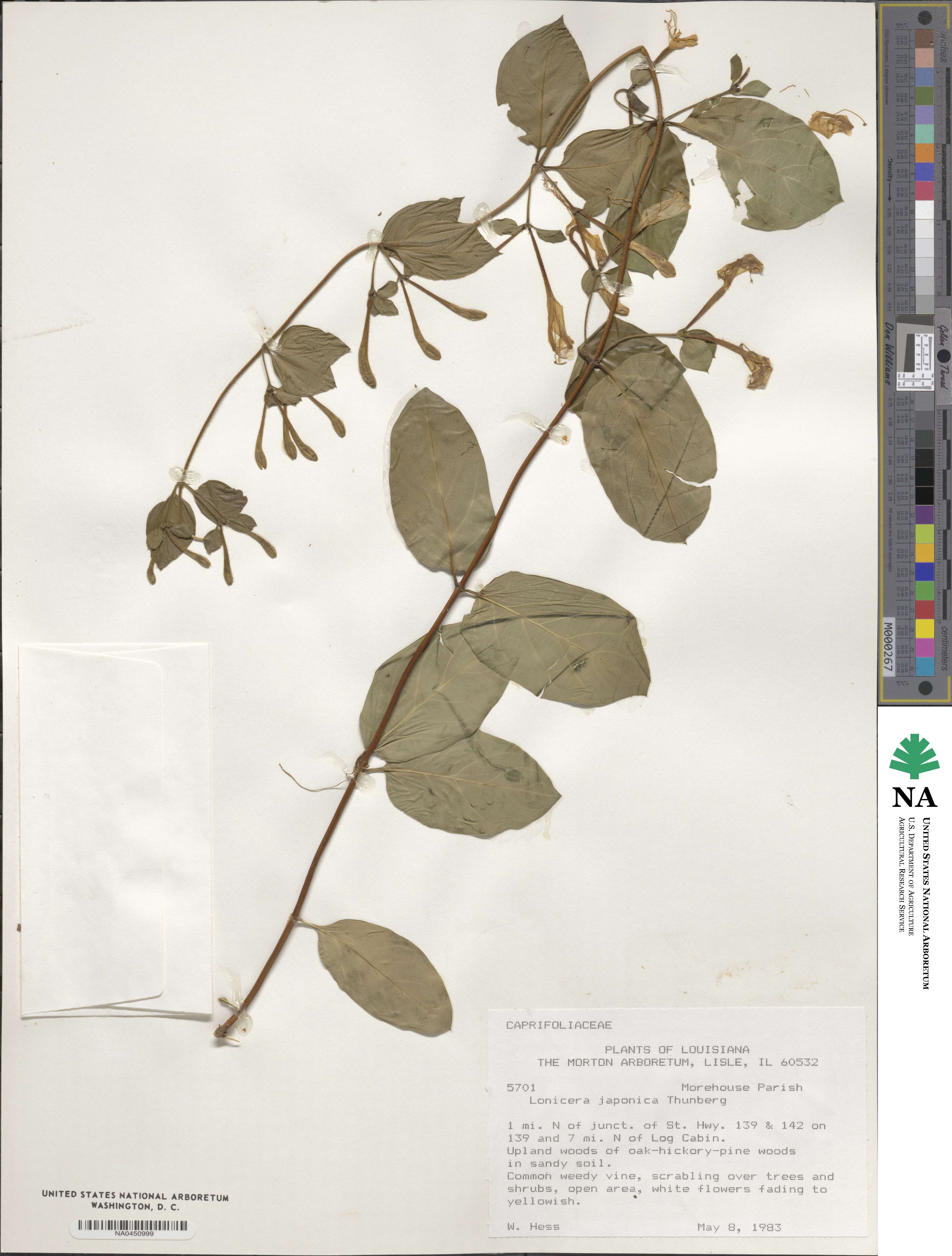 Lonicera japonica image