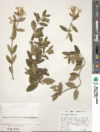 Lonicera japonica image