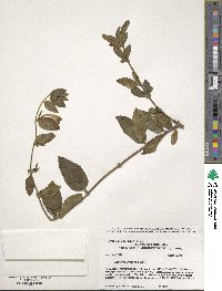 Lonicera japonica image