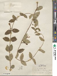 Lonicera japonica image