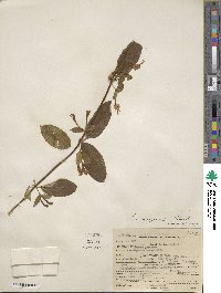 Lonicera japonica image