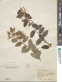 Lonicera japonica image