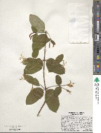 Lonicera japonica image