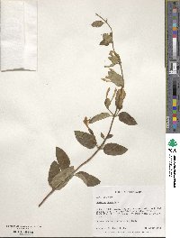 Lonicera japonica image