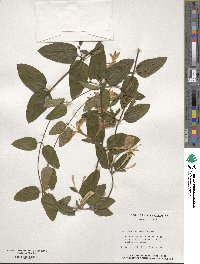 Lonicera japonica image