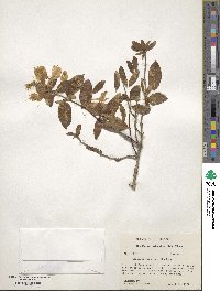 Lonicera japonica image