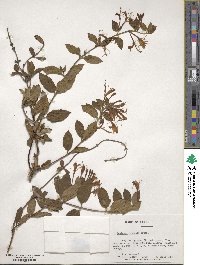 Lonicera japonica image