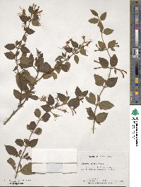 Lonicera japonica image