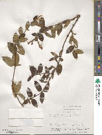 Lonicera japonica image