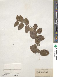 Lonicera japonica image