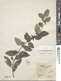 Lonicera japonica image