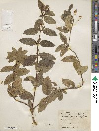 Lonicera japonica image