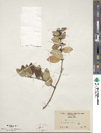 Lonicera japonica image