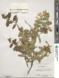 Lonicera japonica image