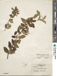 Lonicera japonica image