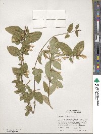 Lonicera japonica image