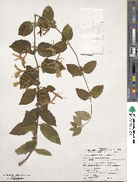 Lonicera japonica image