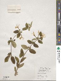 Lonicera japonica image