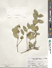 Lonicera japonica image