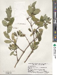 Lonicera japonica image