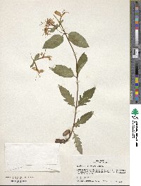 Lonicera japonica image