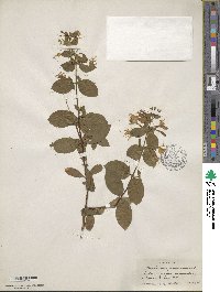 Lonicera japonica image