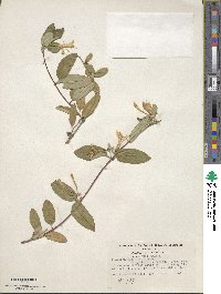 Lonicera japonica image