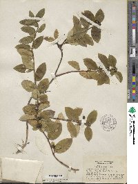 Lonicera japonica image