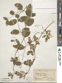 Lonicera japonica image