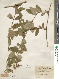 Lonicera japonica image