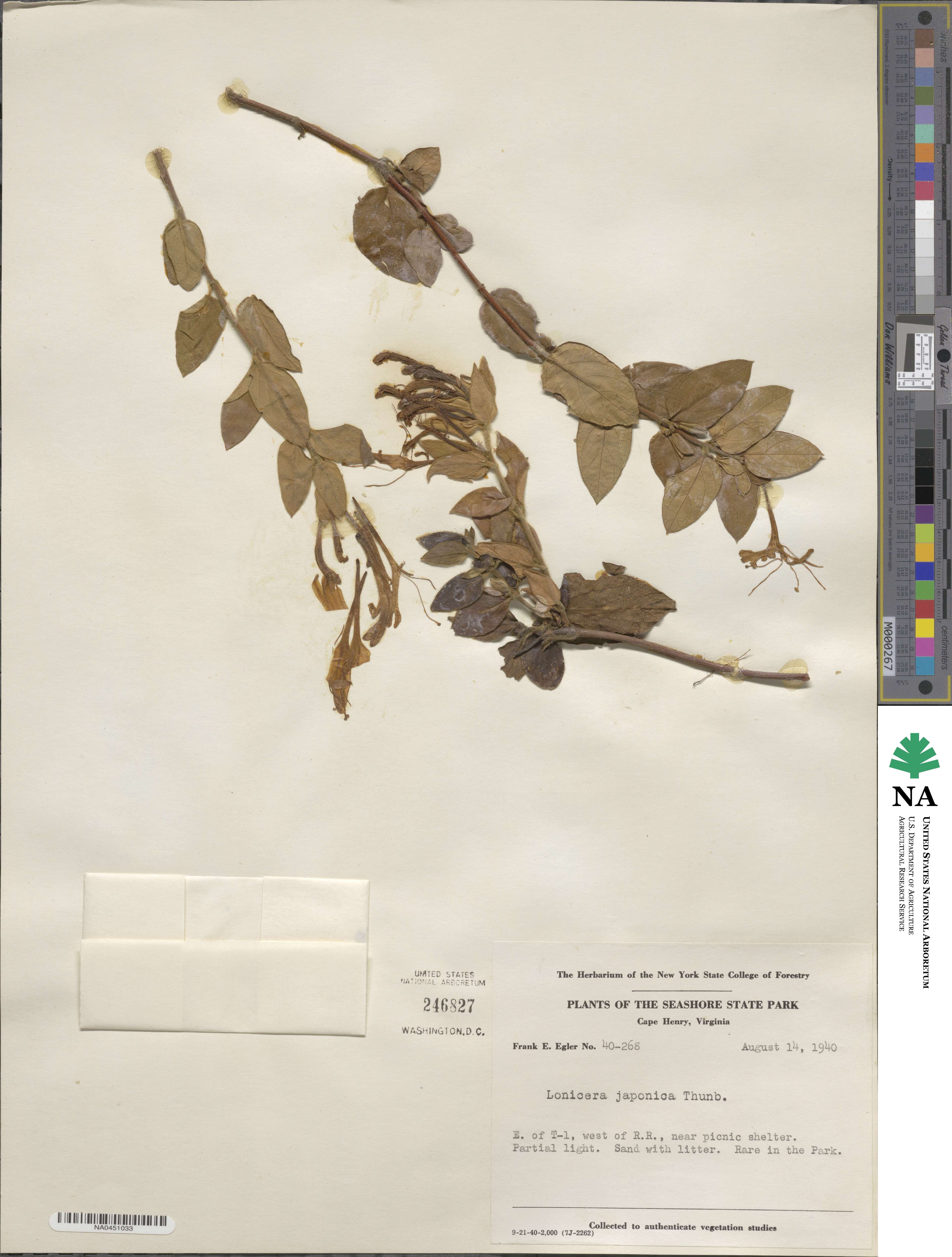 Lonicera japonica image