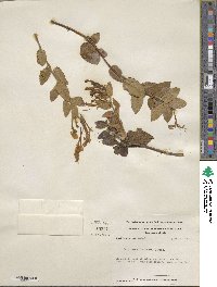 Lonicera japonica image