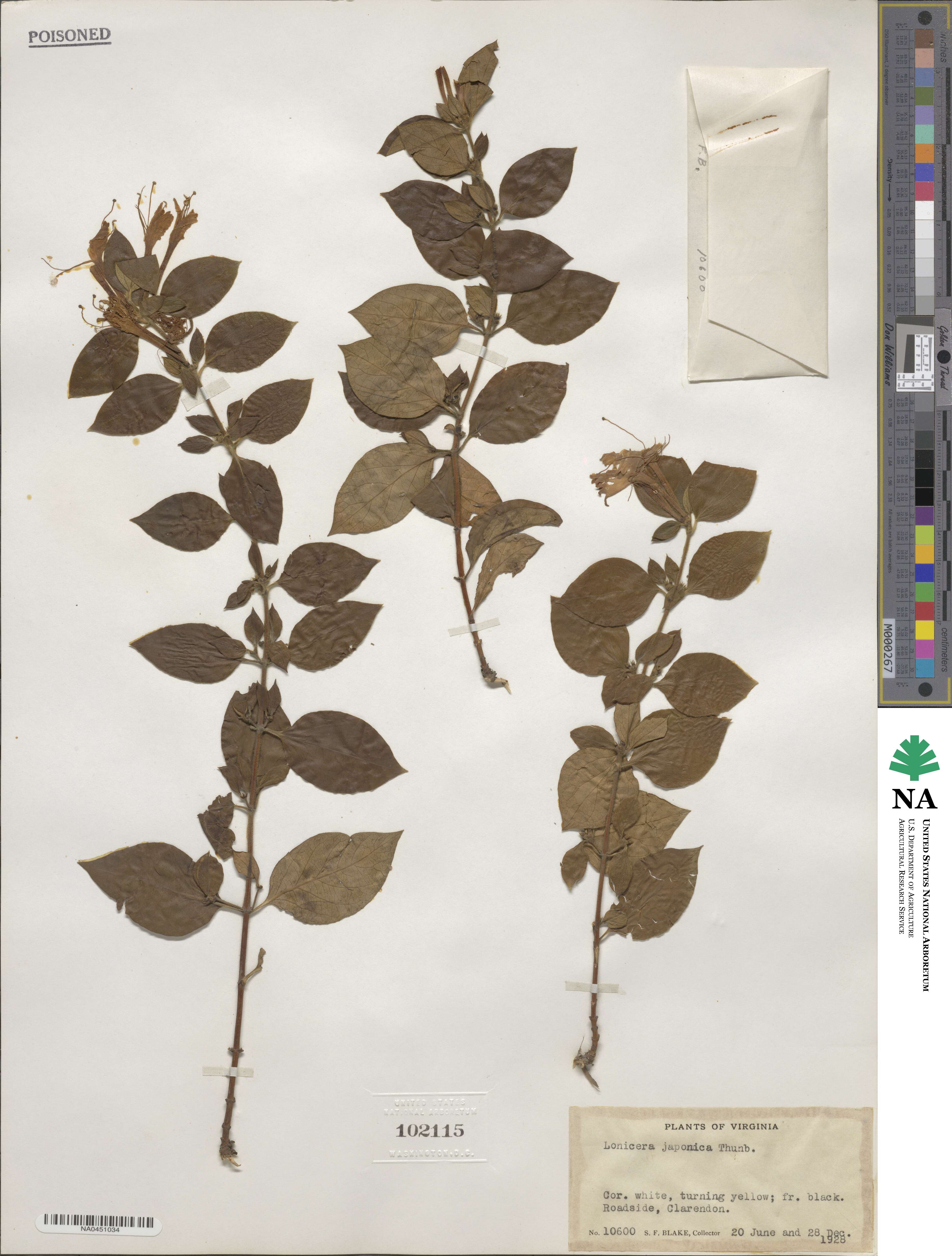 Lonicera japonica image