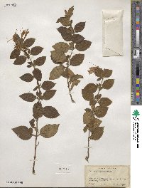 Lonicera japonica image