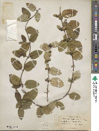 Lonicera japonica image