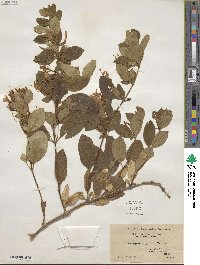 Lonicera japonica image